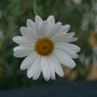 Kapkörbchen (Osteospermum)