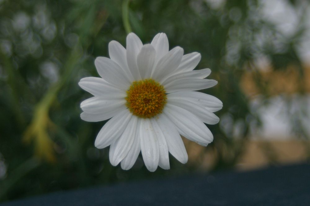 Kapkörbchen (Osteospermum)