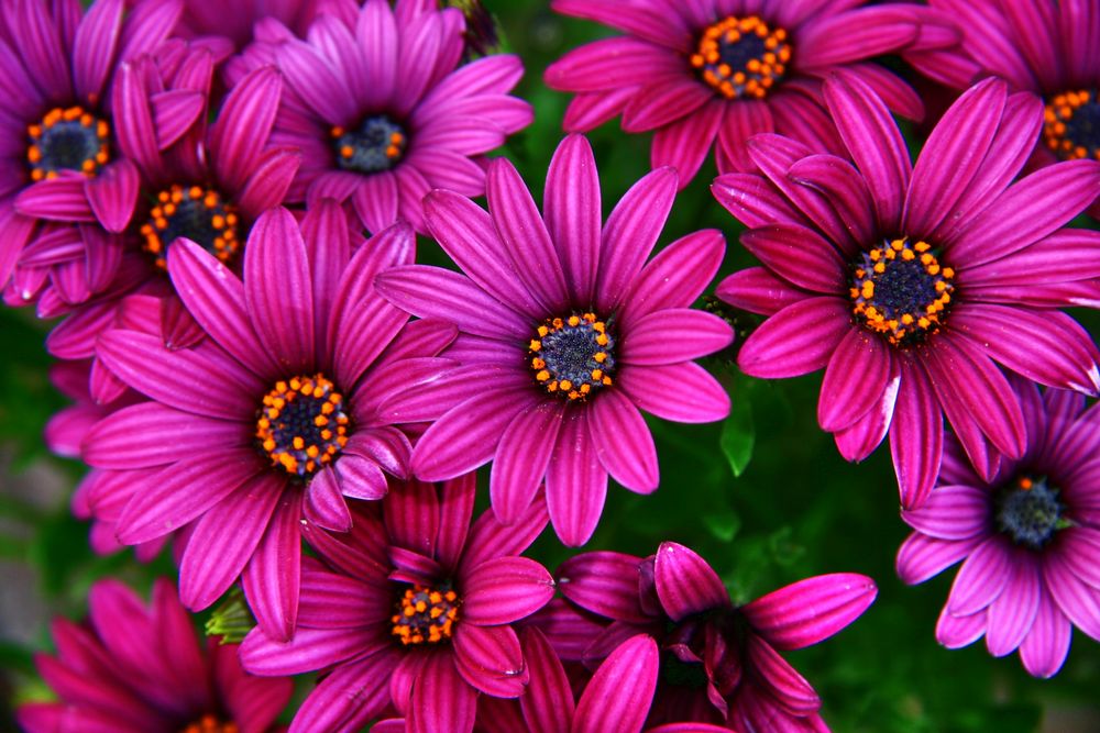 "Kapkörbchen" (Osteospermum-Hybriden)