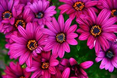 "Kapkörbchen" (Osteospermum-Hybriden)