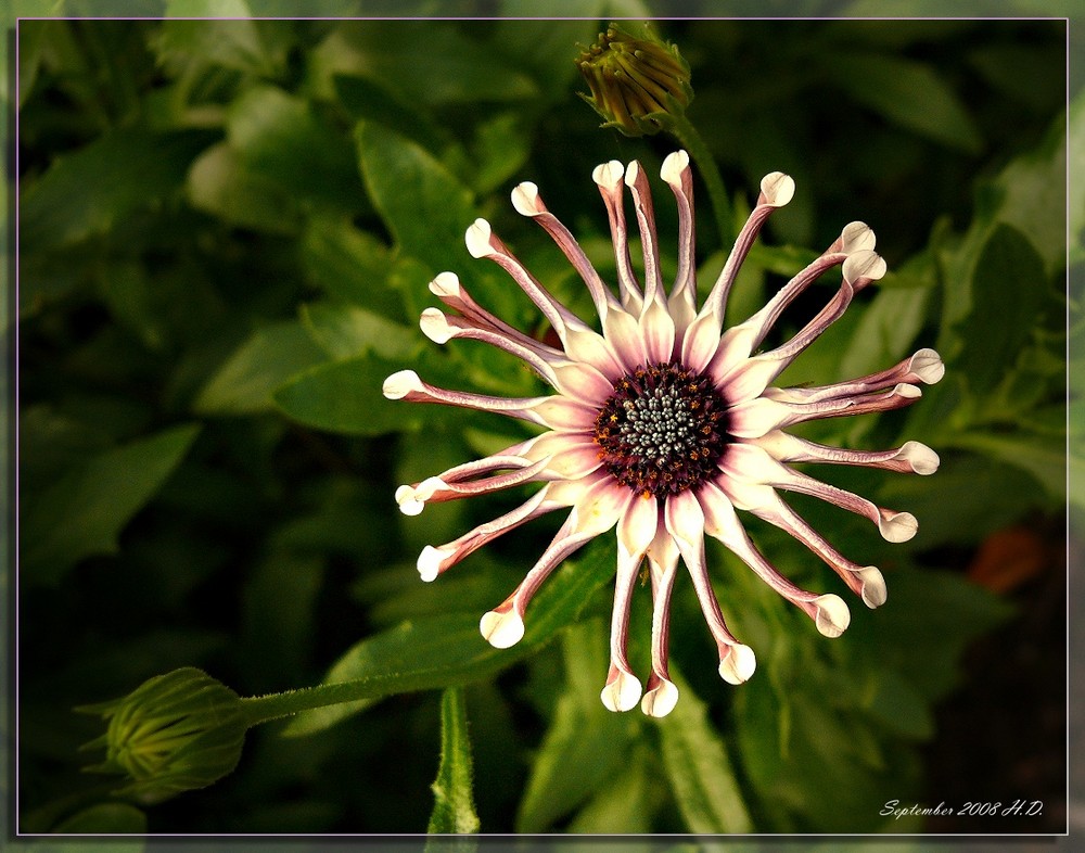 Kapkörbchen (Osteospermum) Stern im Garten