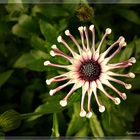 Kapkörbchen (Osteospermum) Stern im Garten