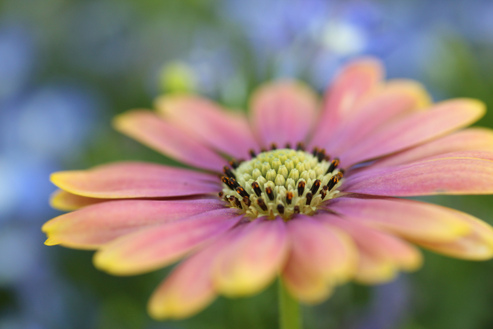 Kapkörbchen vor blauen Blumen