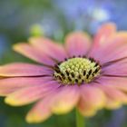 Kapkörbchen vor blauen Blumen