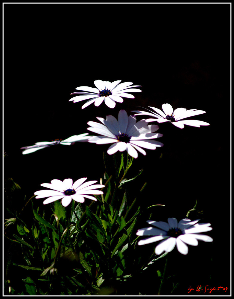 Kapkörbchen/Kapmargerite (Dimorphotheca sinuata)