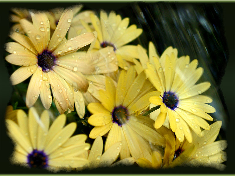 Kapkörpbchen - Kap-Ringelblume genannt (Dimorphotheca sinuata) - Danke @Othmar ;)