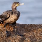 Kapkormoran