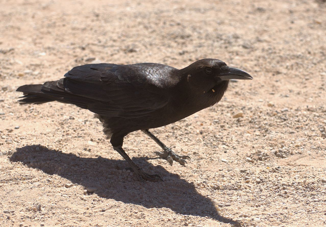 Kapkrähe (Corvus capensis) 