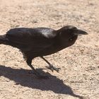 Kapkrähe (Corvus capensis) 