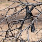 Kapkuckuck - Levaillant's Cuckoo (Clamator levaillantii)