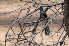 Kapkuckuck - Levaillant's Cuckoo (Clamator levaillantii)