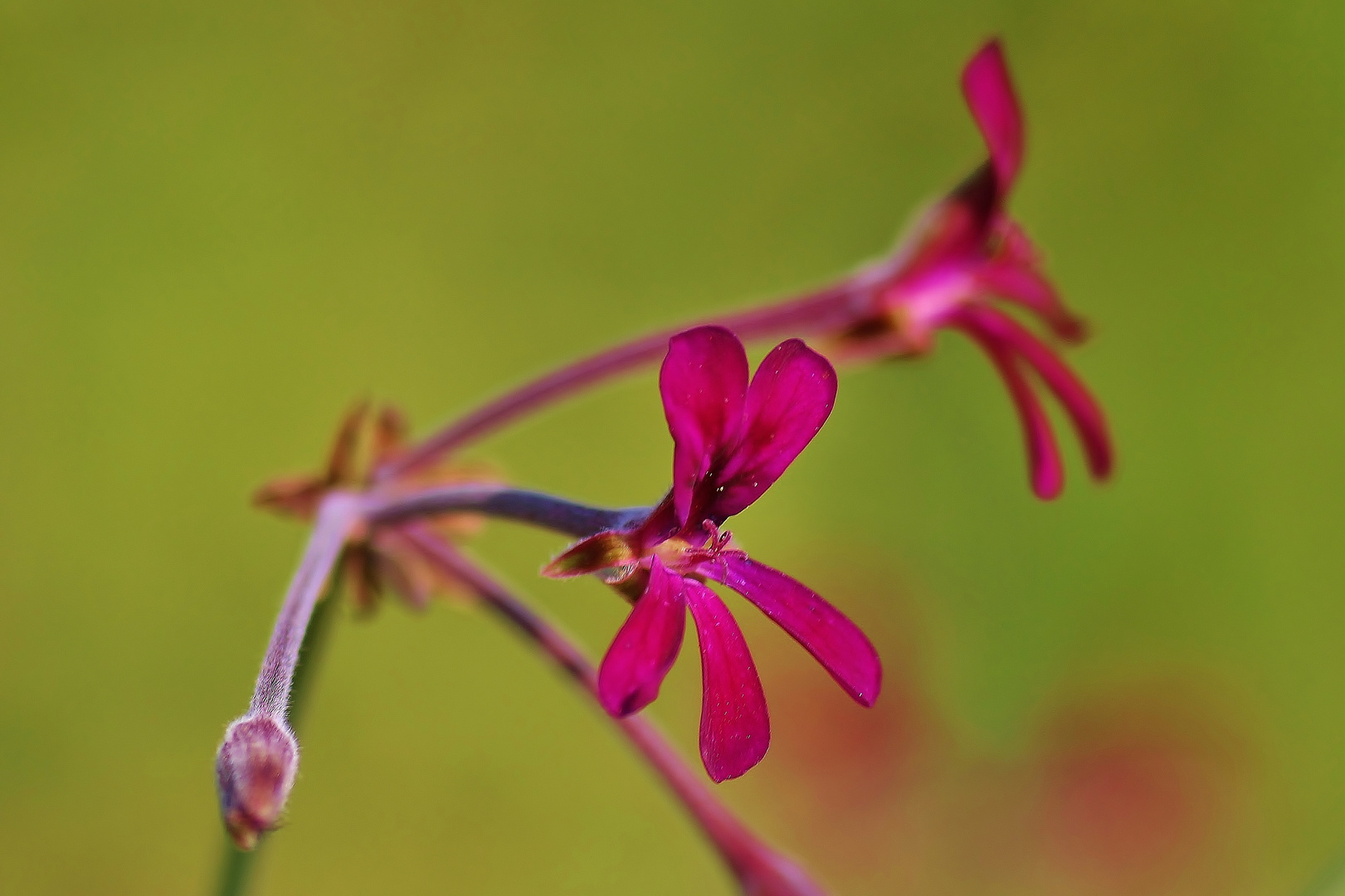 Kapland-Pelargonie