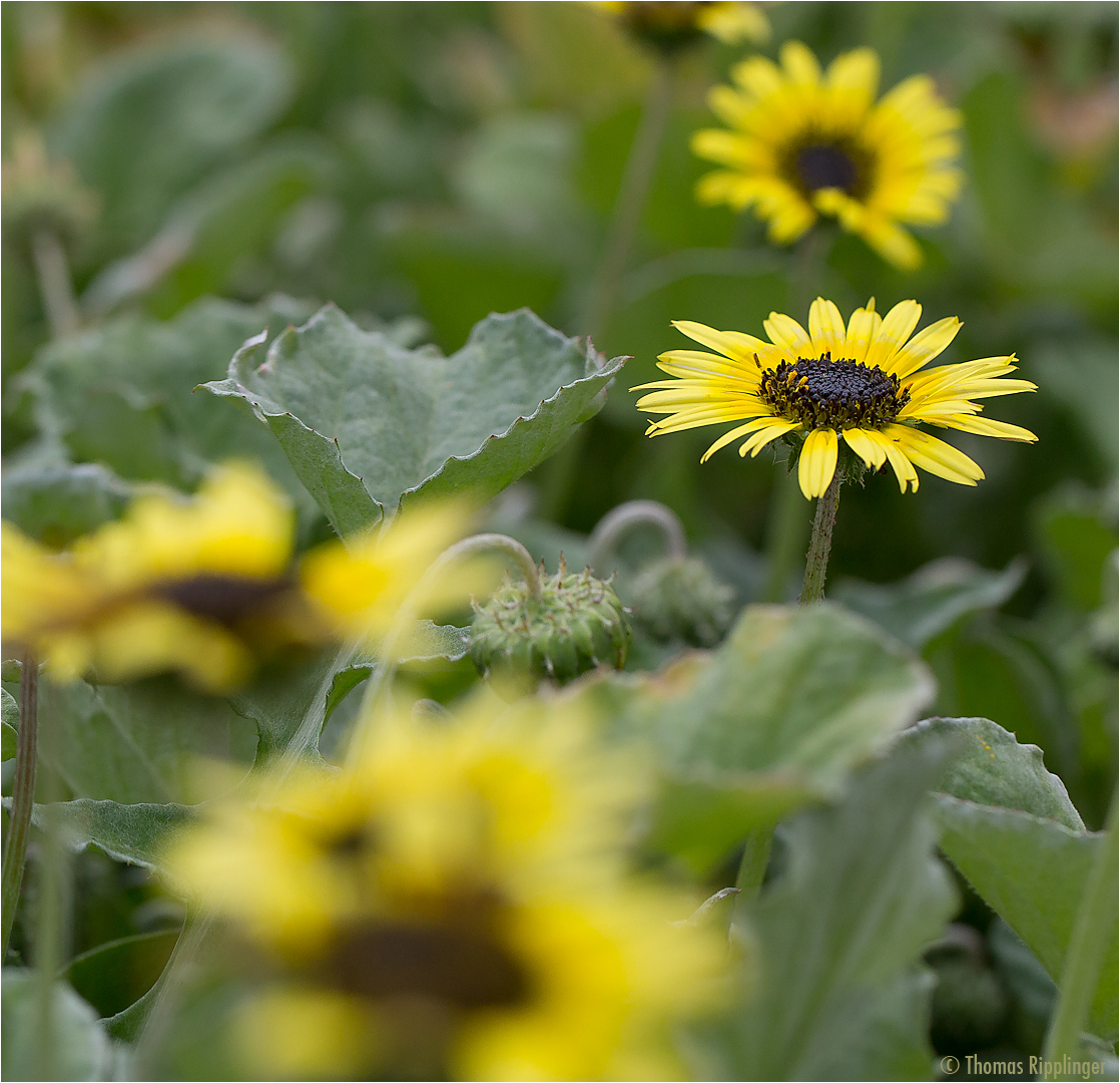 Kaplöwenzahn (Arctotheca calendula).