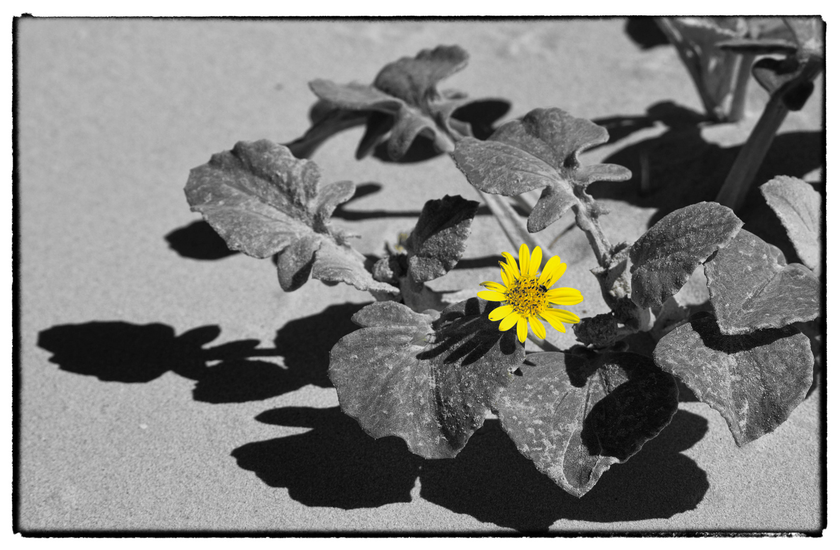 Kaplöwenzahn (Arctotheca calendula)