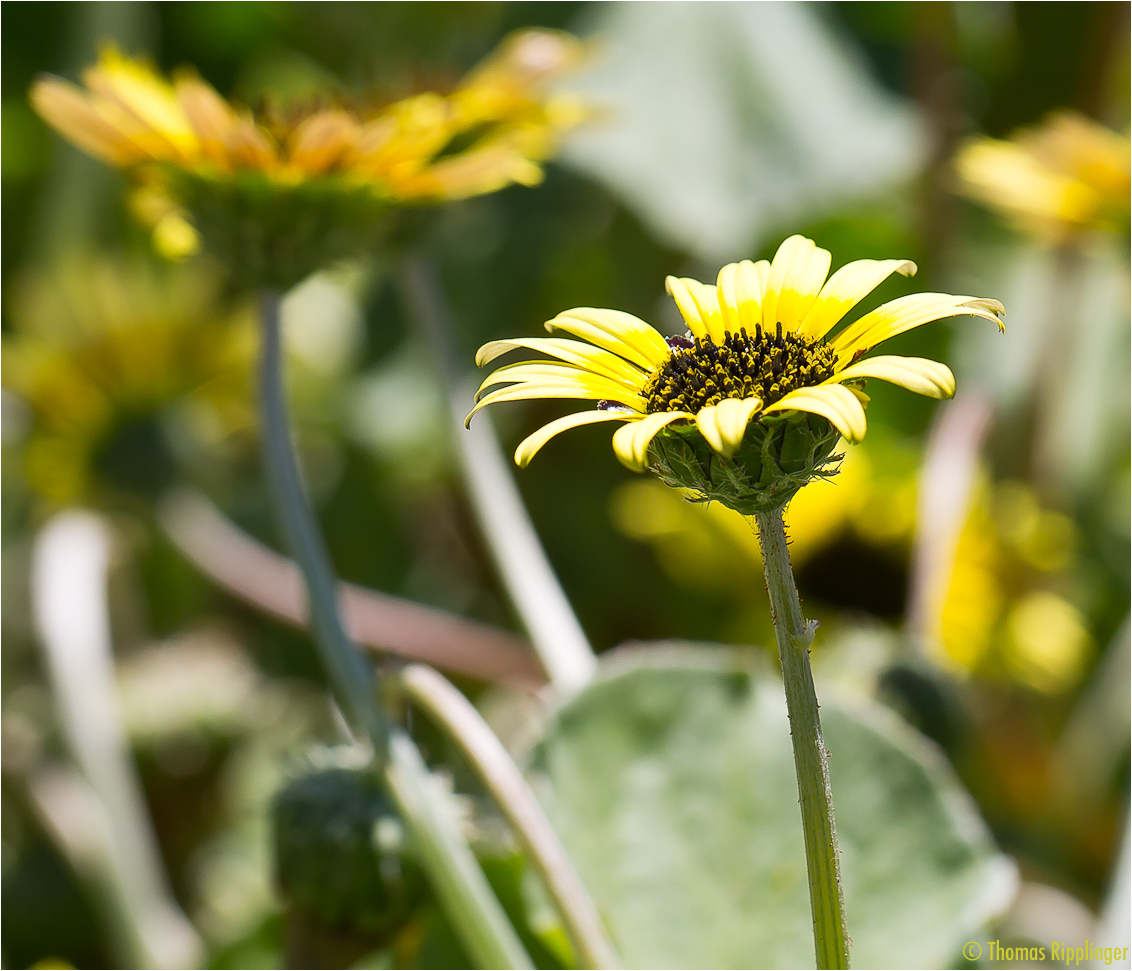 Kaplöwenzahn (Arctotheca calendula).D