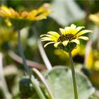 Kaplöwenzahn (Arctotheca calendula).D