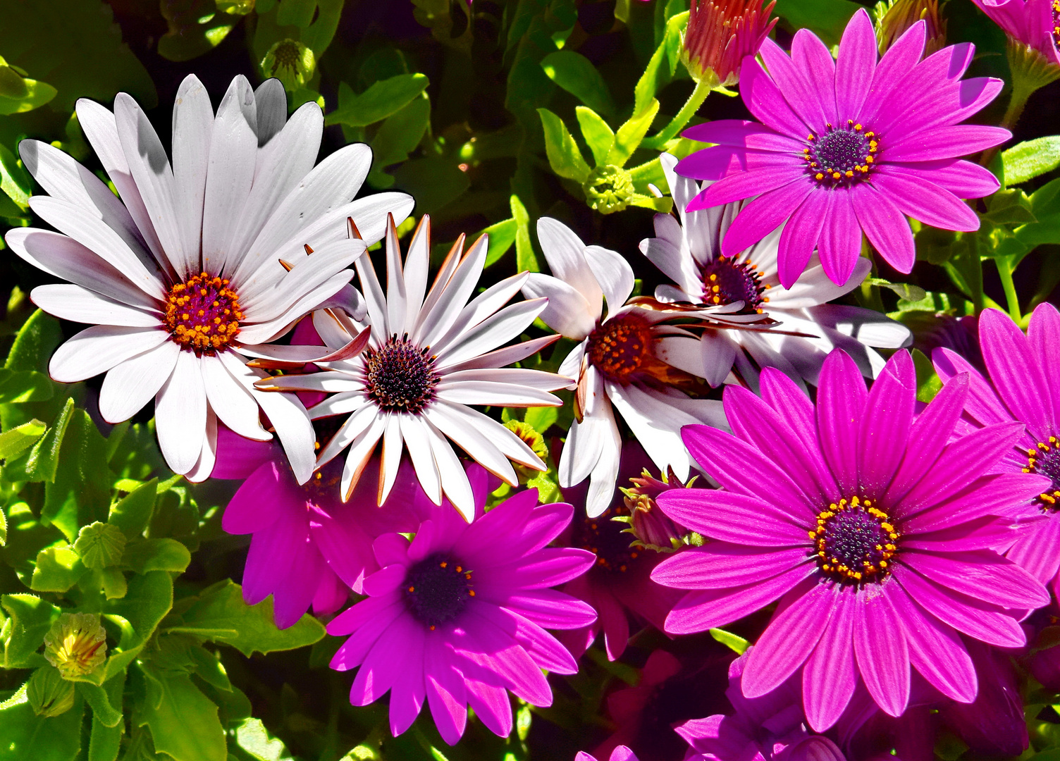 Kapmargerite (Osteospermum)