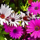 Kapmargerite (Osteospermum)