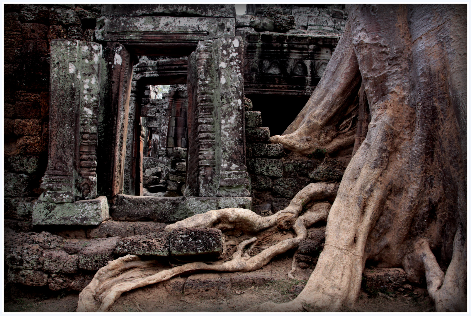 Kapok tree lays on temple (The Angkorian Diaries,Cambodia)