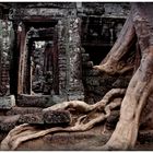 Kapok tree lays on temple (The Angkorian Diaries,Cambodia)