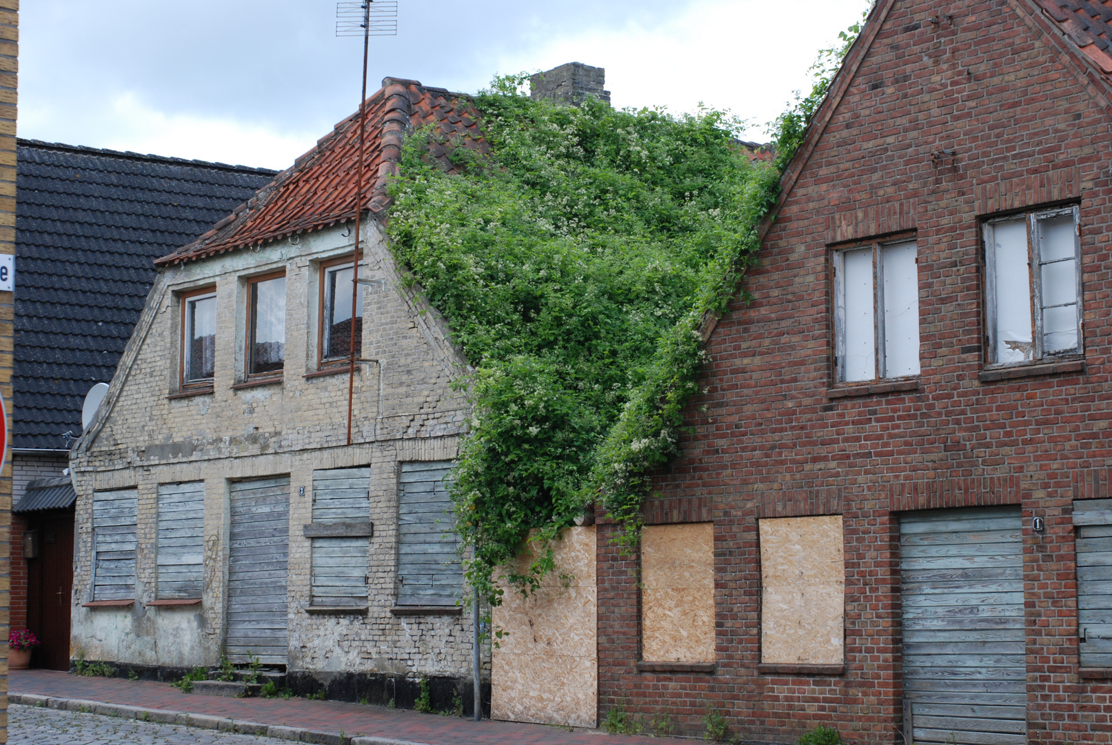 Kappeln er Dachbegrünnung