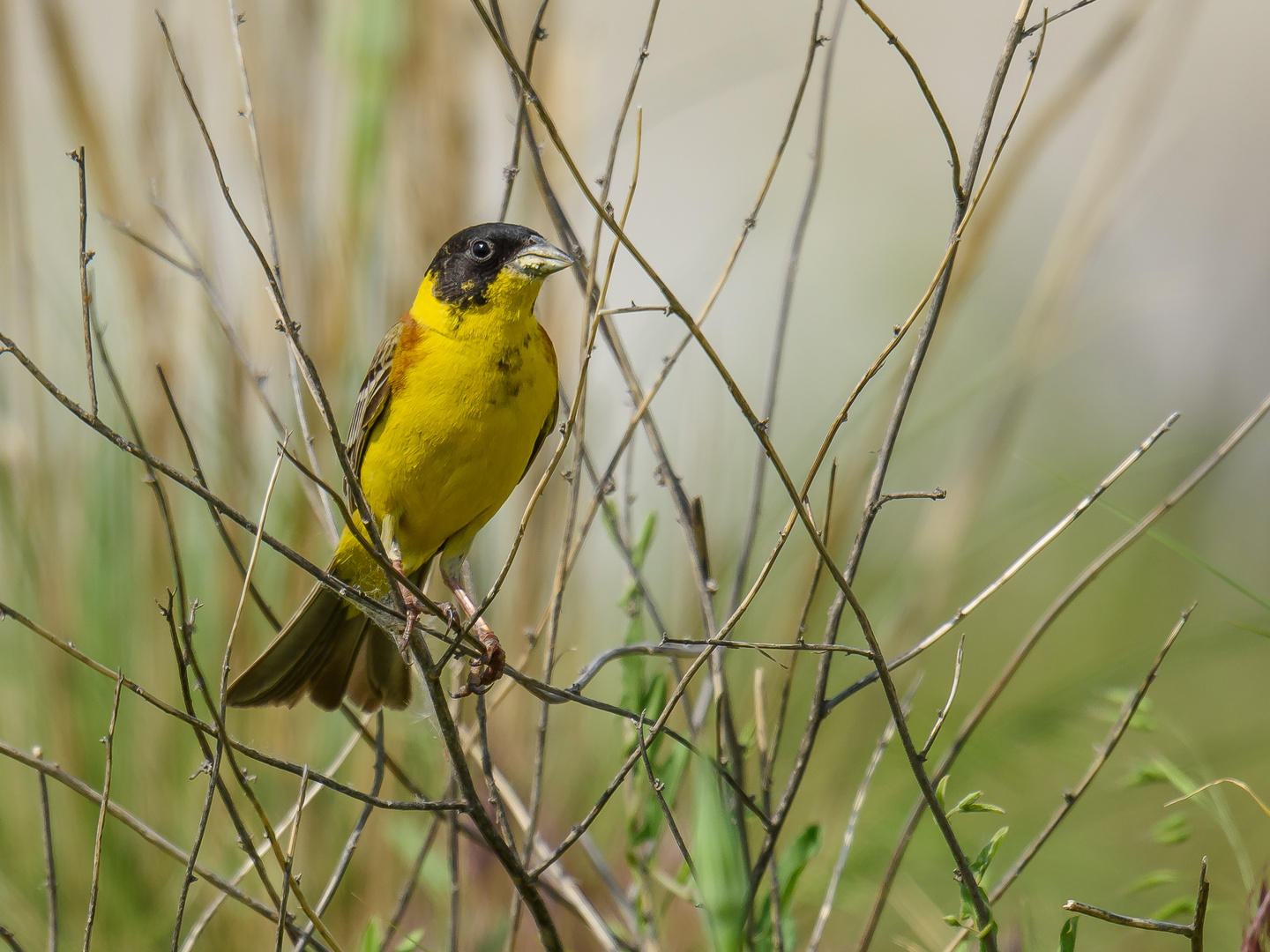 Kappenammer (Emberiza melanocephala)