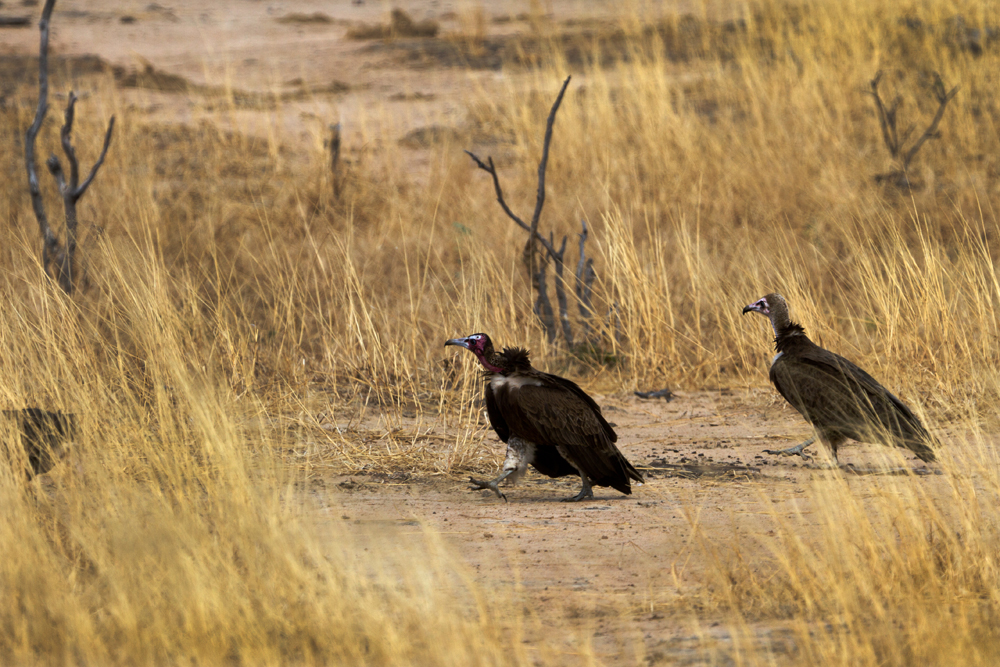 Kappengeier auf dem Weg zu ihrer Mahlzeit; Gonarezhou Nationalpark