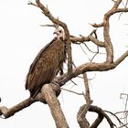 Kappengeier - hooded vulture -