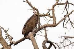 Kappengeier - hooded vulture -