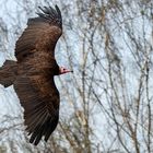 Kappengeier im Flug 001