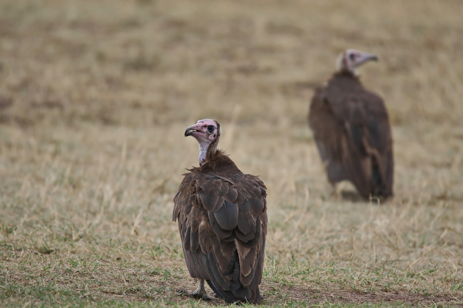 Kappengeier (Necrosyrtes monachus) 