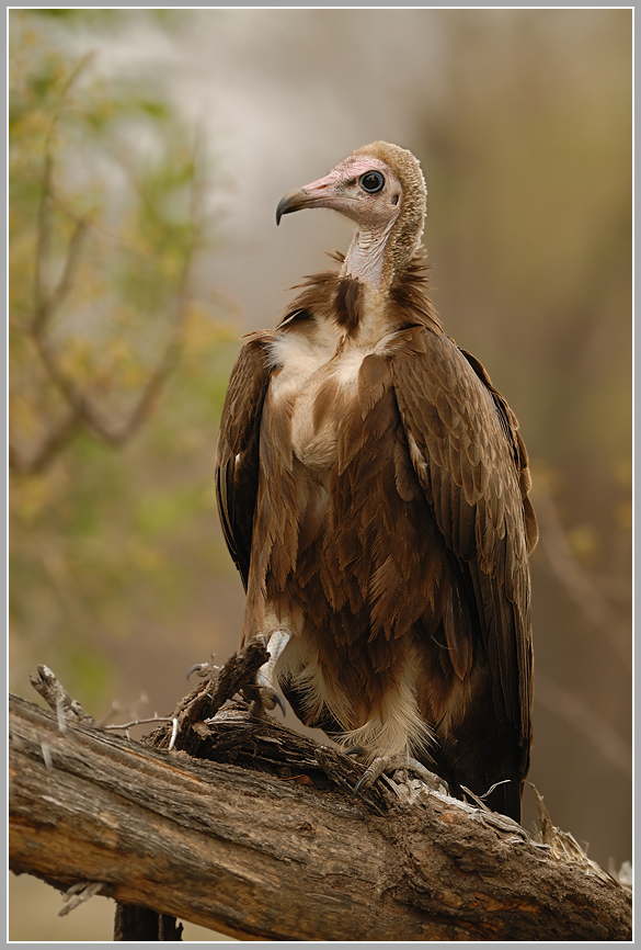 Kappengeier (Necrosyrtes Monachus)