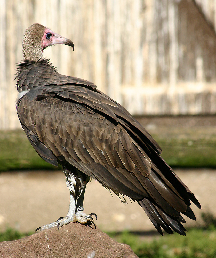 Kappengeier - Vogelpark Niendorf 2006