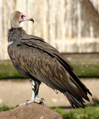 Kappengeier - Vogelpark Niendorf 2006