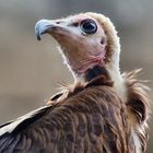 Kappengeier - Zoologischer Garten Berlin