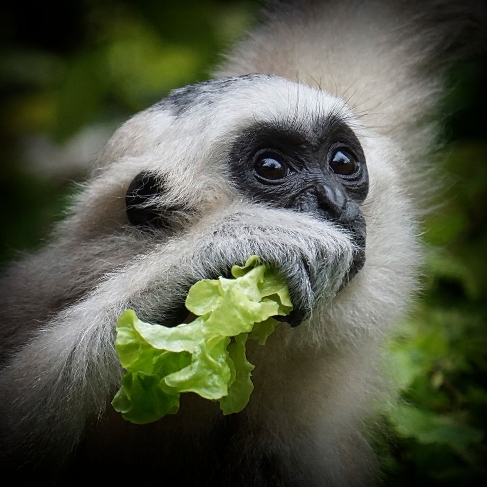 Kappengibbon