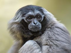 Kappengibbon