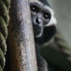 Kappengibbon