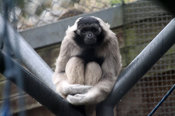 Kappengibbon