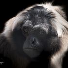  Kappengibbon 