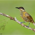 Kappenhonigfresser (Xanthotis macleayanus) Macleay's Honeyeater