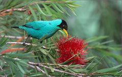 kappennaschvogel / green honeycreeper / chlorophanes spiza