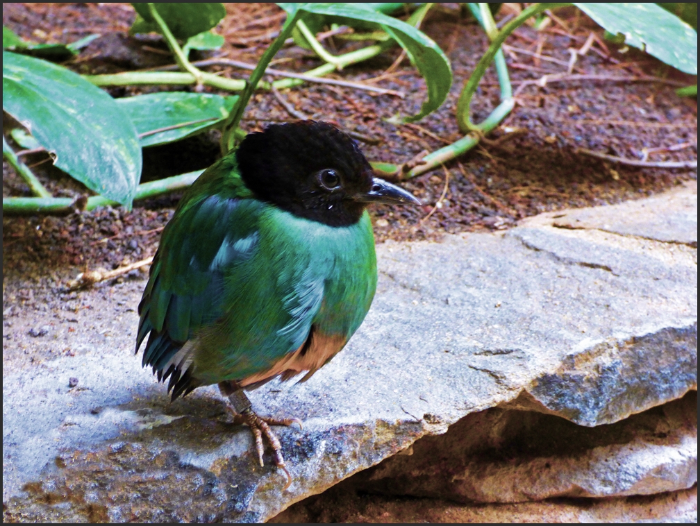 Kappenpitta