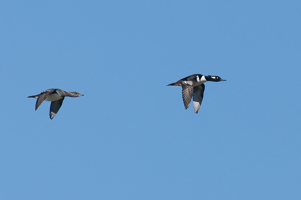 Kappensäger - Hooded Merganser (Mergus cucullatus)