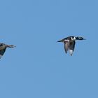 Kappensäger - Hooded Merganser (Mergus cucullatus)