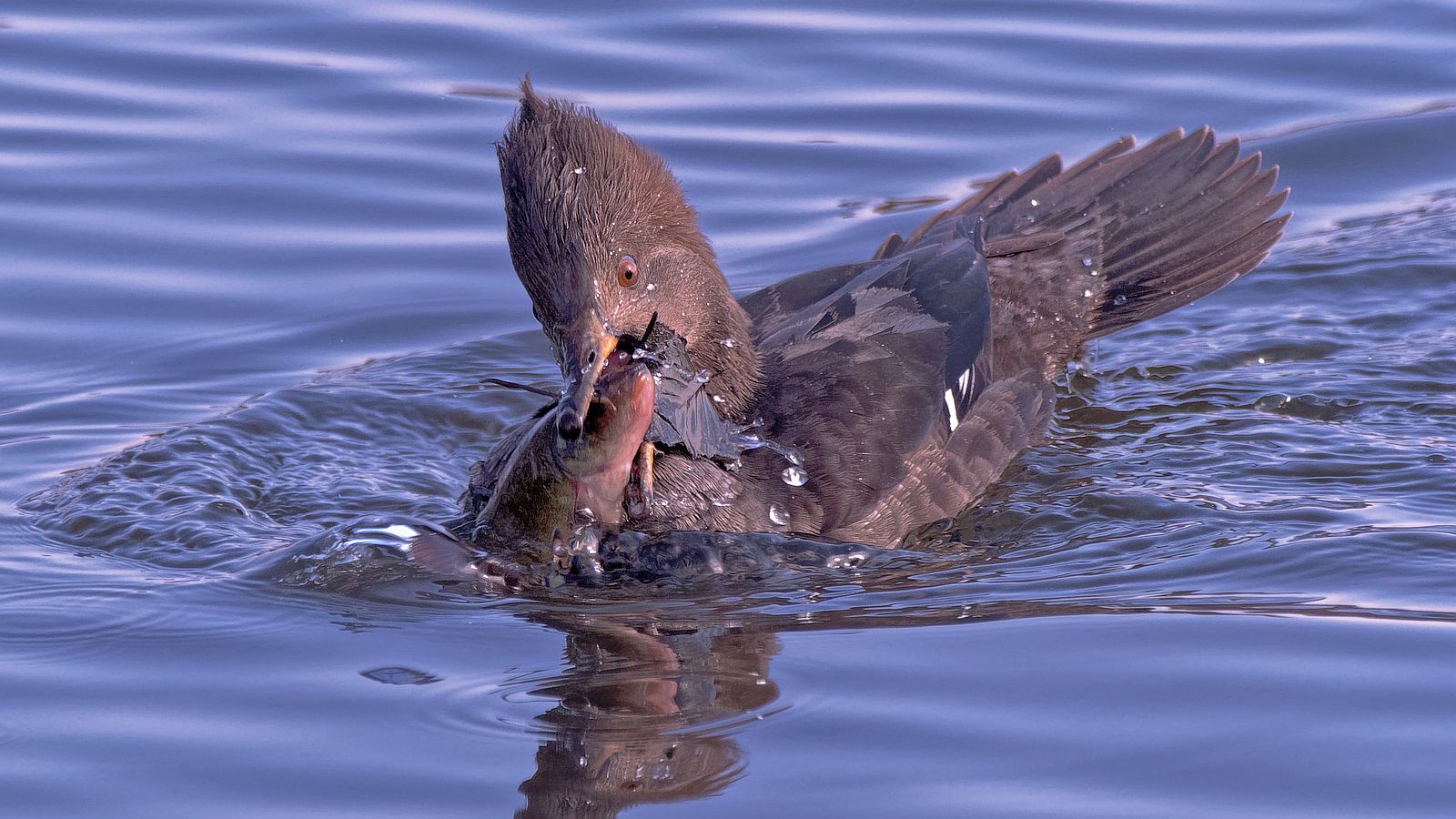 Kappensägerweibchen bei der Jagd