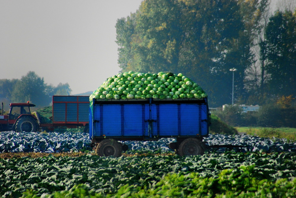 'Kappes'-Ernte : typisch Niederrhein !!