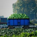 'Kappes'-Ernte : typisch Niederrhein !!