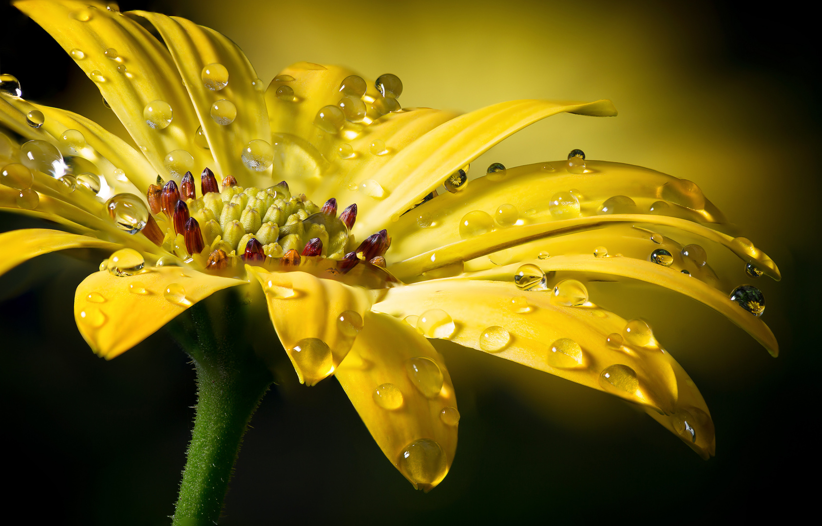 Kapringelblume im Morgentau