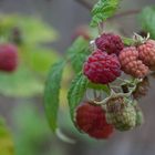 Kapriolen der Natur kurz vor Weihnachten